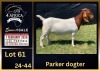 1 X BOER GOAT FLOCK DOE BIETJIE BERG BOERBOK STOET