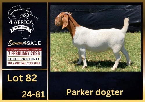 1 X BOER GOAT FLOCK ON COLOUR DOE BIETJIE BERG BOERBOK STOET