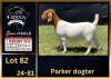 1 X BOER GOAT FLOCK ON COLOUR DOE BIETJIE BERG BOERBOK STOET