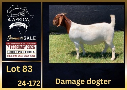 1 X BOER GOAT STUD DOE BIETJIE BERG BOERBOK STOET