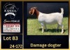 1 X BOER GOAT STUD DOE BIETJIE BERG BOERBOK STOET