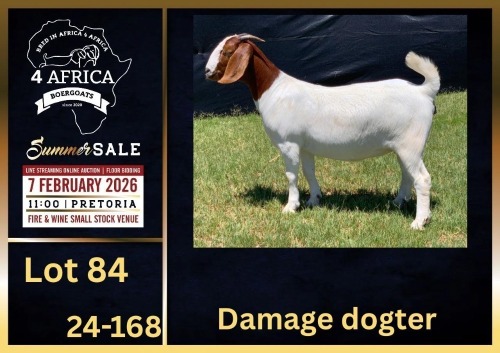 1 X BOER GOAT FLOCK DOE BIETJIE BERG BOERBOK STOET