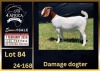 1 X BOER GOAT FLOCK DOE BIETJIE BERG BOERBOK STOET