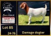 1 X BOER GOAT FLOCK DOE BIETJIE BERG BOERBOK STOET