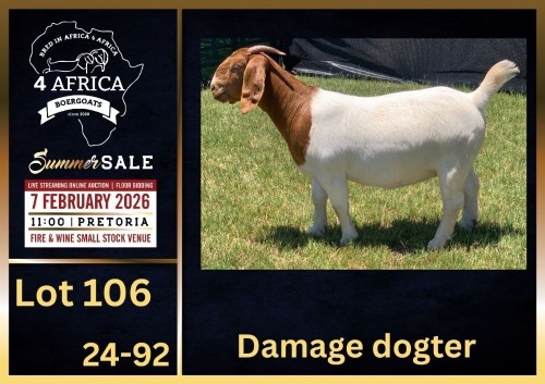 1 X BOER GOAT FLOCK DOE BIETJIE BERG BOERBOK STOET