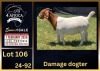 1 X BOER GOAT FLOCK DOE BIETJIE BERG BOERBOK STOET