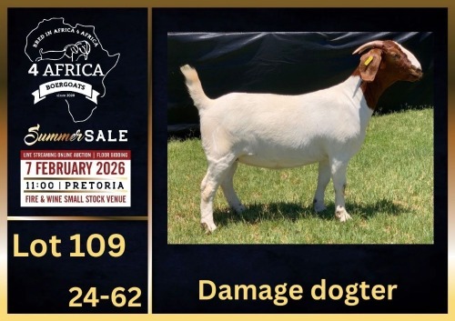 1 X BOER GOAT FLOCK DOE BIETJIE BERG BOERBOK STOET