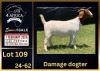 1 X BOER GOAT FLOCK DOE BIETJIE BERG BOERBOK STOET