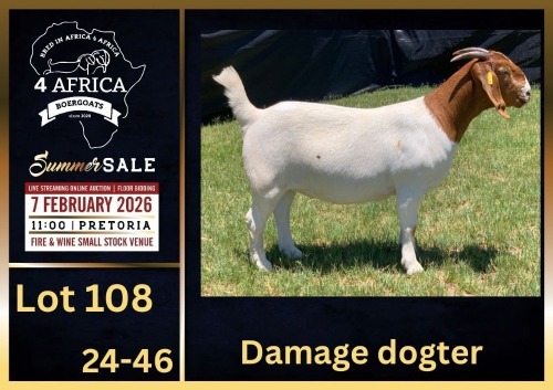 1 X BOER GOAT STUD DOE BIETJIE BERG BOERBOK STOET