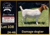 1 X BOER GOAT STUD DOE BIETJIE BERG BOERBOK STOET