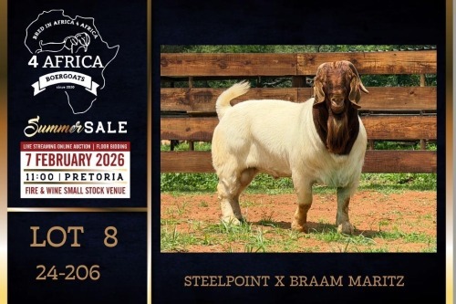 1 X BOER GOAT STUD BUCK Milamiek Boerbokstoet