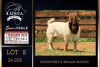 1 X BOER GOAT STUD BUCK Milamiek Boerbokstoet