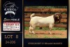 1 X BOER GOAT STUD BUCK Milamiek Boerbokstoet - 2
