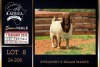 1 X BOER GOAT STUD BUCK Milamiek Boerbokstoet - 3
