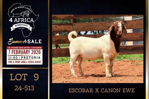 1 X BOER GOAT FLOCK ON TEAT BUCK Milamiek Boerbokstoet