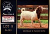 1 X BOER GOAT FLOCK ON TEAT BUCK Milamiek Boerbokstoet - 3