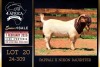1 X BOER GOAT FLOCK ON TEAT BUCK Milamiek Boerbokstoet