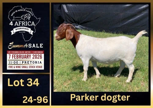 WITHDRAWN - 1 X BOER GOAT STUD DOE BIETJIE BERG BOERBOK STOET
