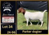 WITHDRAWN - 1 X BOER GOAT STUD DOE BIETJIE BERG BOERBOK STOET