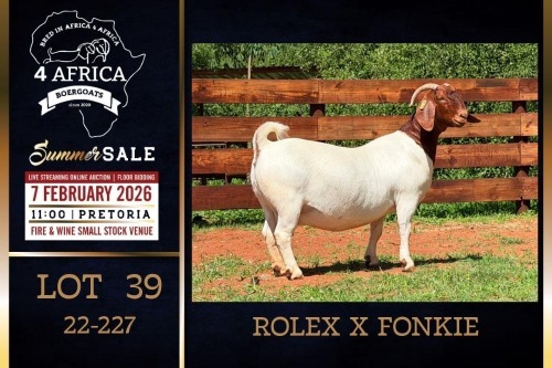 1 X BOER GOAT STUD DOE PREGNANT Milamiek Boerbokstoet