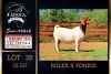 1 X BOER GOAT STUD DOE PREGNANT Milamiek Boerbokstoet - 2