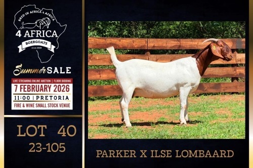 1 X BOER GOAT STUD DOE PREGNANT Milamiek Boerbokstoet