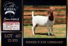 1 X BOER GOAT STUD DOE PREGNANT Milamiek Boerbokstoet - 2