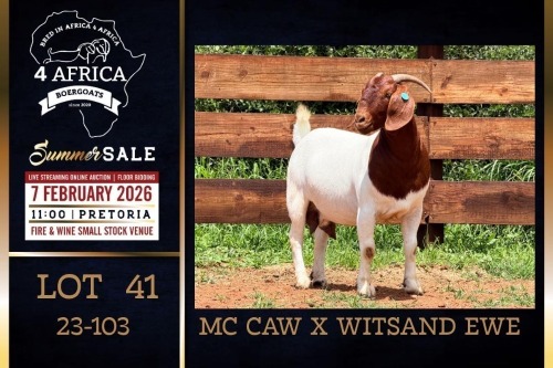 1 X BOER GOAT STUD DOE PREGNANT Milamiek Boerbokstoet