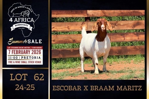 1 X BOER GOAT FLOCK ON TEAT AND COLOUR DOE PREGNANT Milamiek Boerbokstoet