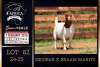 1 X BOER GOAT FLOCK ON TEAT AND COLOUR DOE PREGNANT Milamiek Boerbokstoet