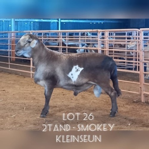 LOT 26 1X MEATMASTER RAM DRIEKOP MEATMASTERS