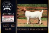 1 X BOER GOAT FLOCK ON TEAT AND COLOUR DOE PREGNANT Milamiek Boerbokstoet - 2