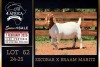 1 X BOER GOAT FLOCK ON TEAT AND COLOUR DOE PREGNANT Milamiek Boerbokstoet - 3