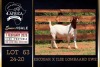 1 X BOER GOAT STUD DOE PREGNANT Milamiek Boerbokstoet