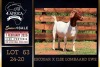 1 X BOER GOAT STUD DOE PREGNANT Milamiek Boerbokstoet - 2