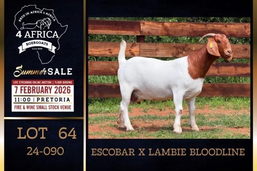 1 X BOER GOAT STUD DOE PREGNANT Milamiek Boerbokstoet