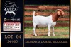 1 X BOER GOAT STUD DOE PREGNANT Milamiek Boerbokstoet