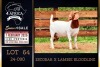 1 X BOER GOAT STUD DOE PREGNANT Milamiek Boerbokstoet - 2