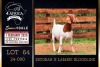 1 X BOER GOAT STUD DOE PREGNANT Milamiek Boerbokstoet - 3