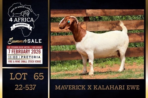 1 X BOER GOAT FLOCK ON TEAT DOE PREGNANT Milamiek Boerbokstoet