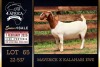 1 X BOER GOAT FLOCK ON TEAT DOE PREGNANT Milamiek Boerbokstoet
