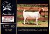 1 X BOER GOAT FLOCK ON TEAT DOE PREGNANT Milamiek Boerbokstoet - 2