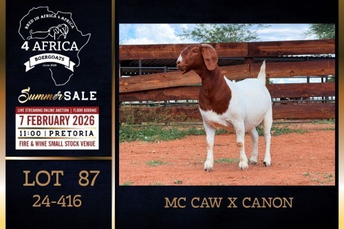 1 X BOER GOAT STUD DOE PREGNANT Milamiek Boerbokstoet