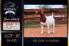 1 X BOER GOAT STUD DOE PREGNANT Milamiek Boerbokstoet