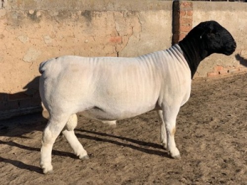 1 X DORPER RAM - STOET/STUD Leroy Phillips