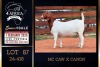 1 X BOER GOAT STUD DOE PREGNANT Milamiek Boerbokstoet - 2