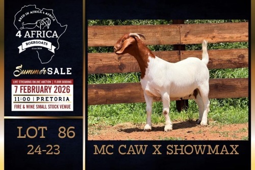1 X BOER GOAT FLOCK ON COLOUR DOE PREGNANT Milamiek Boerbokstoet
