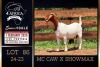 1 X BOER GOAT FLOCK ON COLOUR DOE PREGNANT Milamiek Boerbokstoet