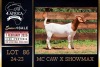 1 X BOER GOAT FLOCK ON COLOUR DOE PREGNANT Milamiek Boerbokstoet - 2
