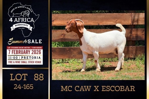 1 X BOER GOAT STUD DOE PREGNANT Milamiek Boerbokstoet